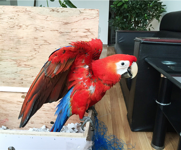 小动物航空托运前禁食禁水正确时间