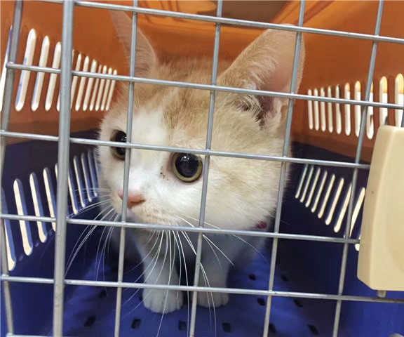 猫咪狗狗航空托运，这些证件缺一不可