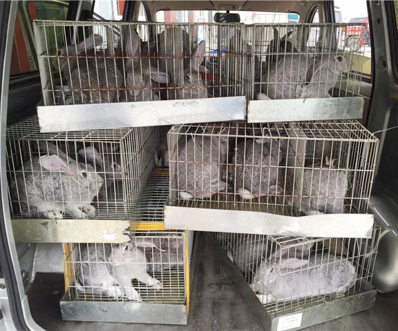 冬天航空托运宠物，保暖措施要做好