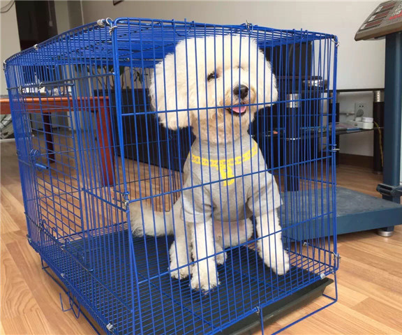 航空托运幼犬幼猫托运，年龄与体重要求